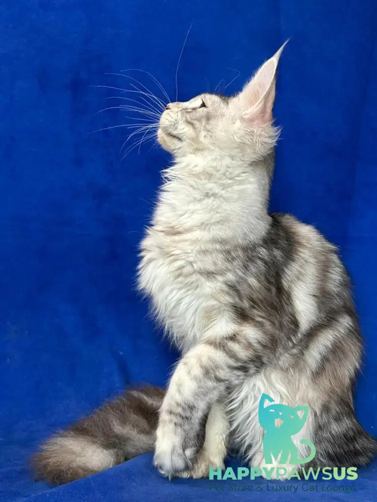 Cassiopeia Maine Coon female black tortie silver tabby - live animals