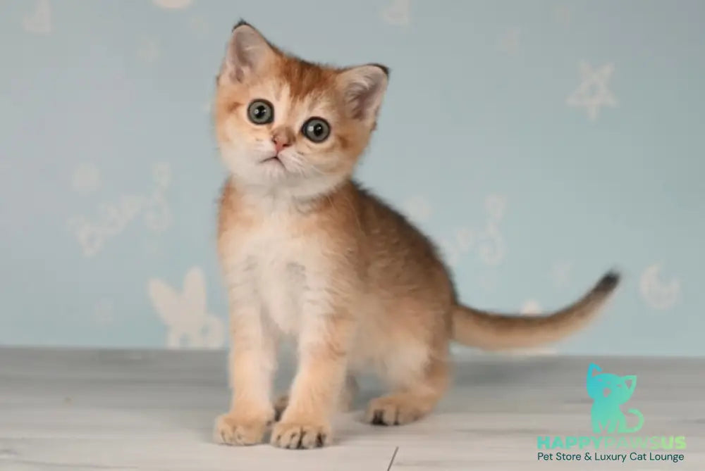 Cassiopeia Scottish Straight female black golden ticked tabby - live animals