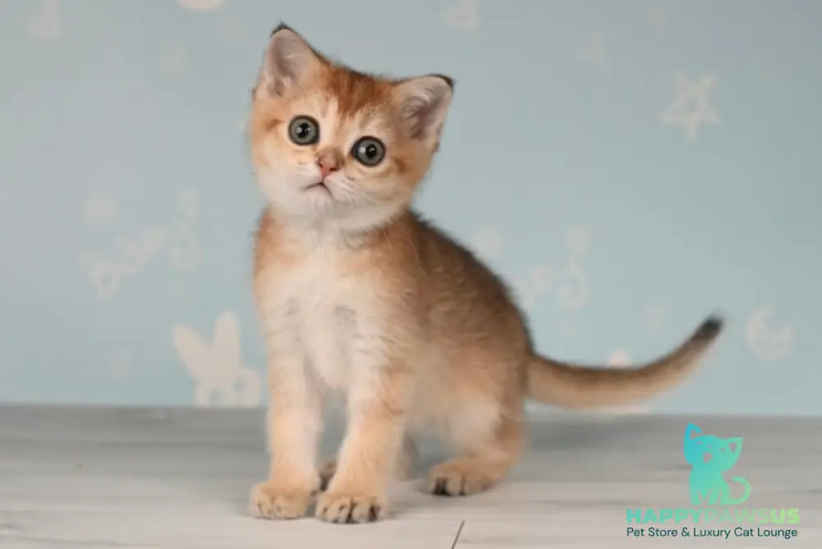 Cassiopeia Scottish Straight female black golden ticked tabby - live animals