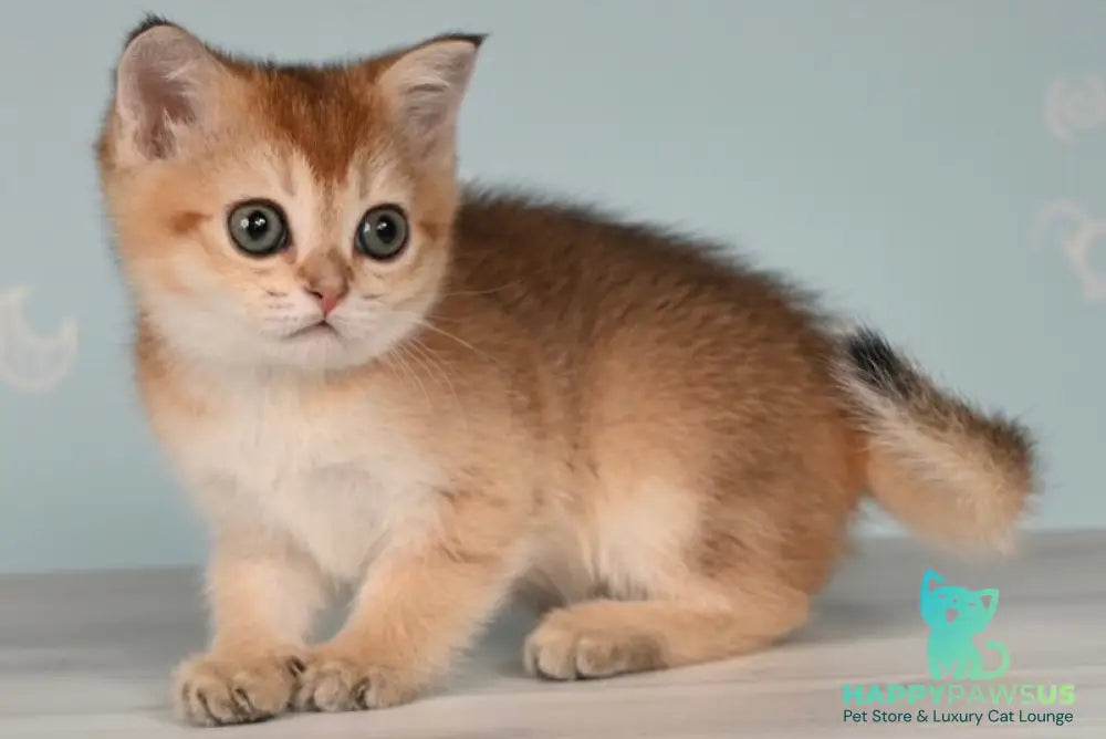 Cassiopeia Scottish Straight female black golden ticked tabby - live animals