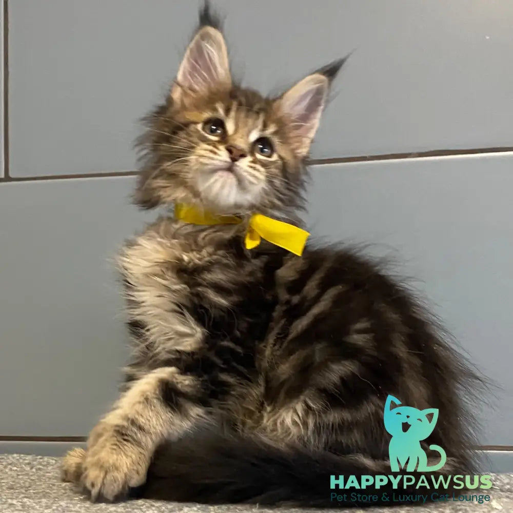 Castle Maine Coon polydactyl 5x6x5x5 female black tabby - live animals
