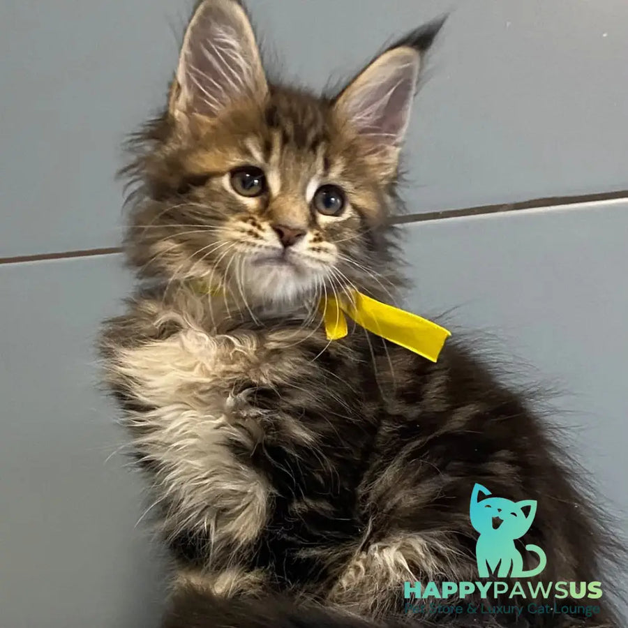 Castle Maine Coon polydactyl 5x6x5x5 female black tabby - live animals
