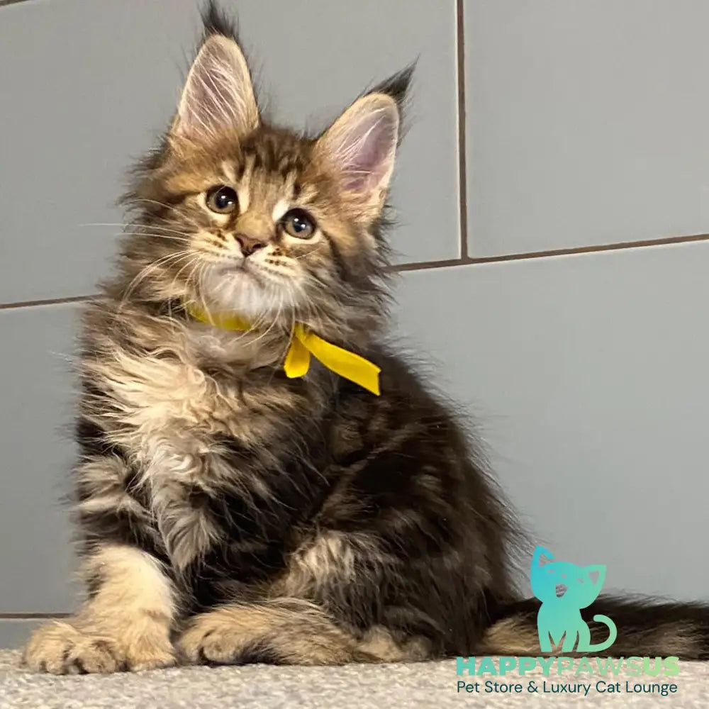 Castle Maine Coon polydactyl 5x6x5x5 female black tabby - live animals