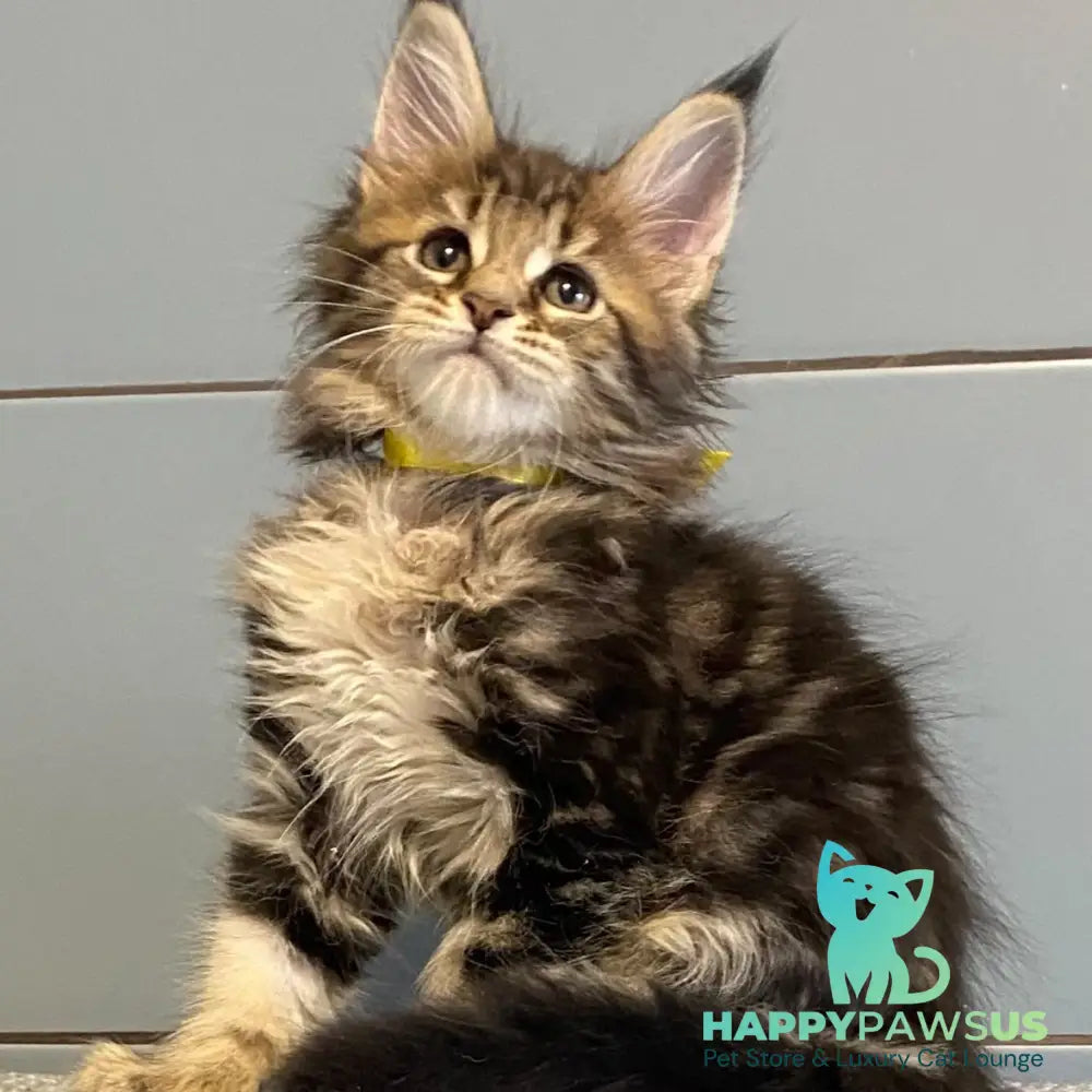 Castle Maine Coon polydactyl 5x6x5x5 female black tabby - live animals