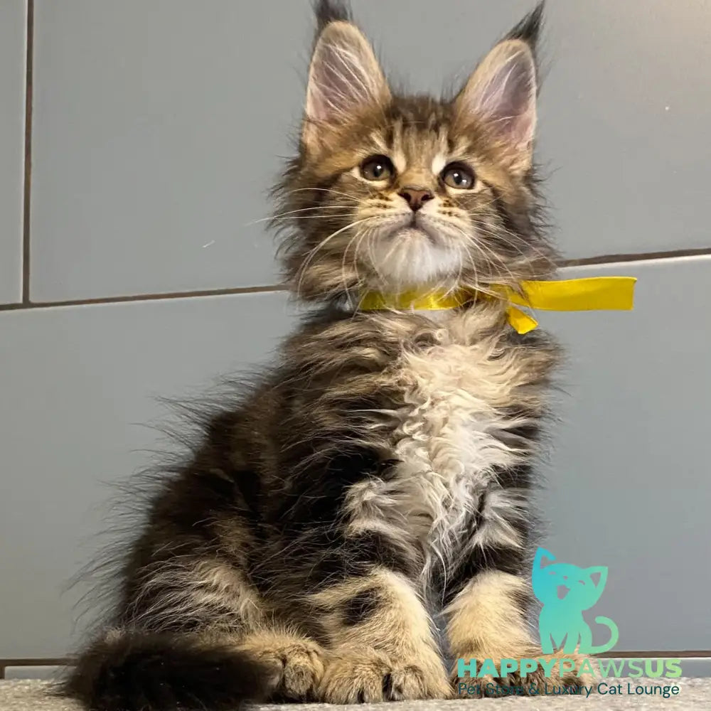 Castle Maine Coon polydactyl 5x6x5x5 female black tabby - live animals