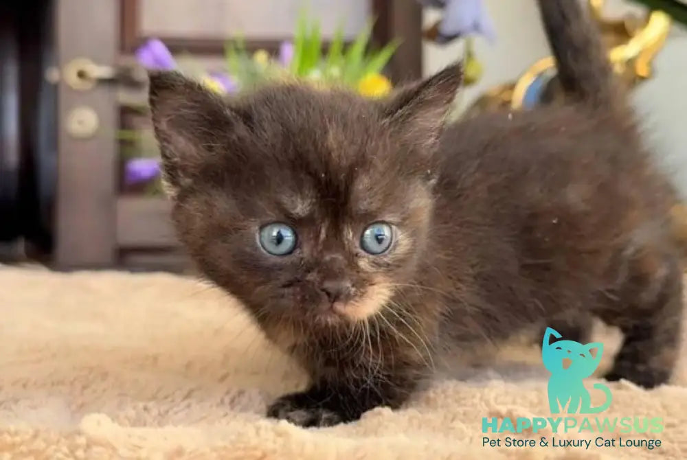 Catalina Munchkin female black tortie - live animals