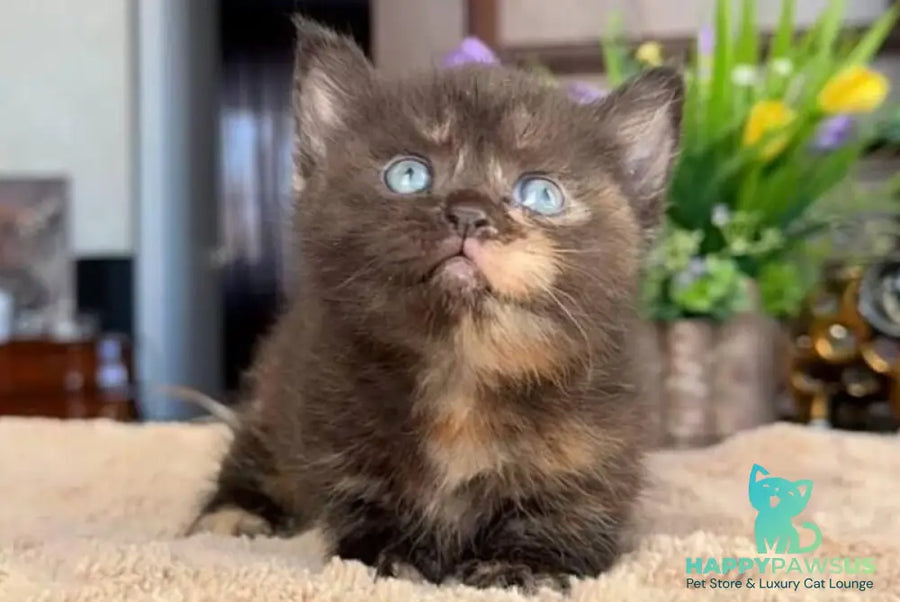 Catalina Munchkin female black tortie - live animals
