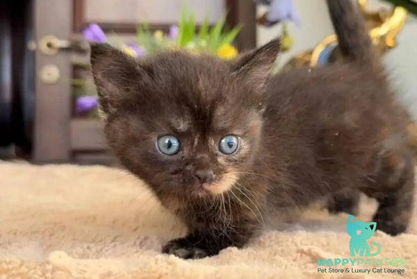 Catalina Munchkin female black tortie - live animals