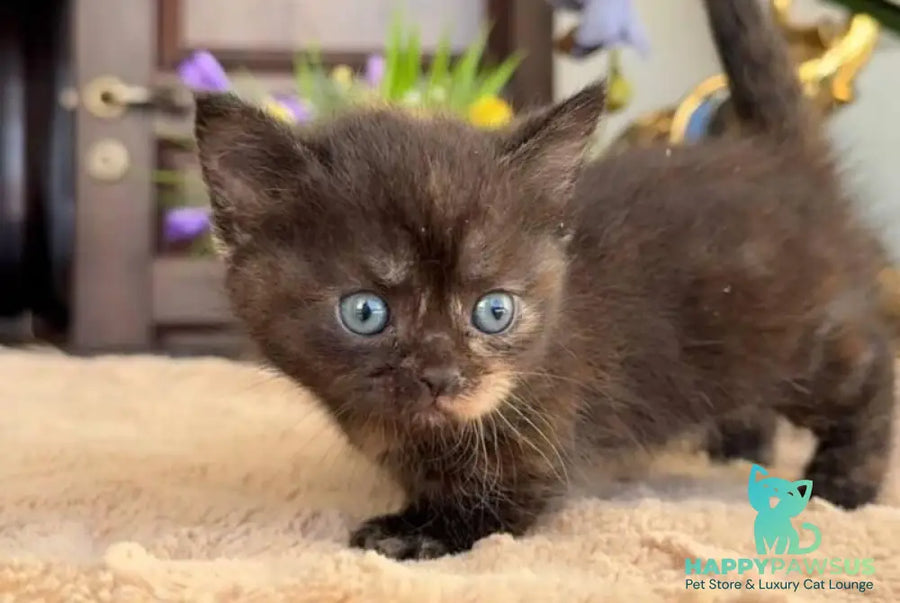 Catalina Munchkin female black tortie - live animals