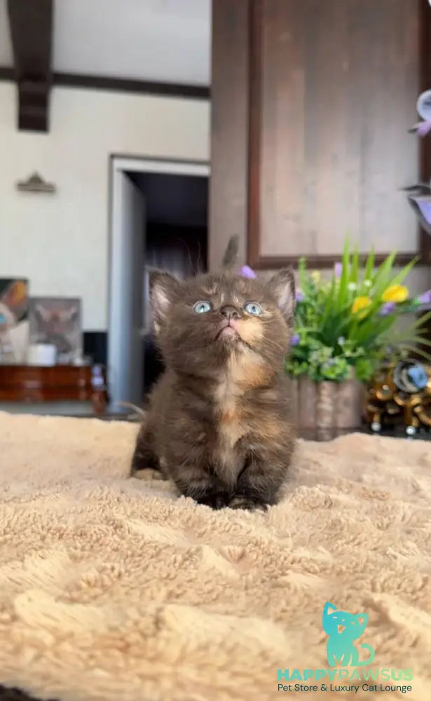 Catalina Munchkin female black tortie - live animals
