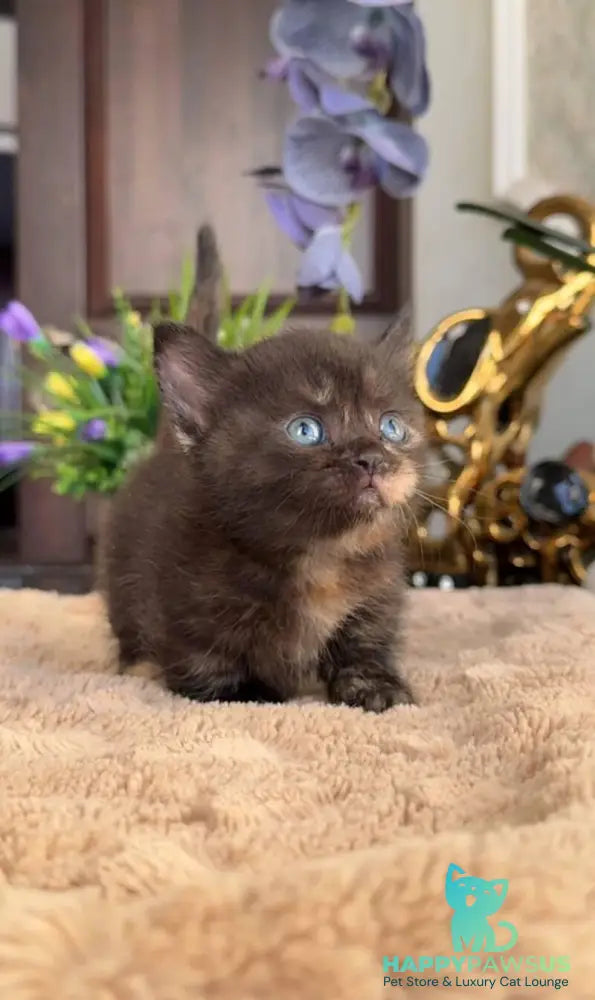 Catalina Munchkin female black tortie - live animals