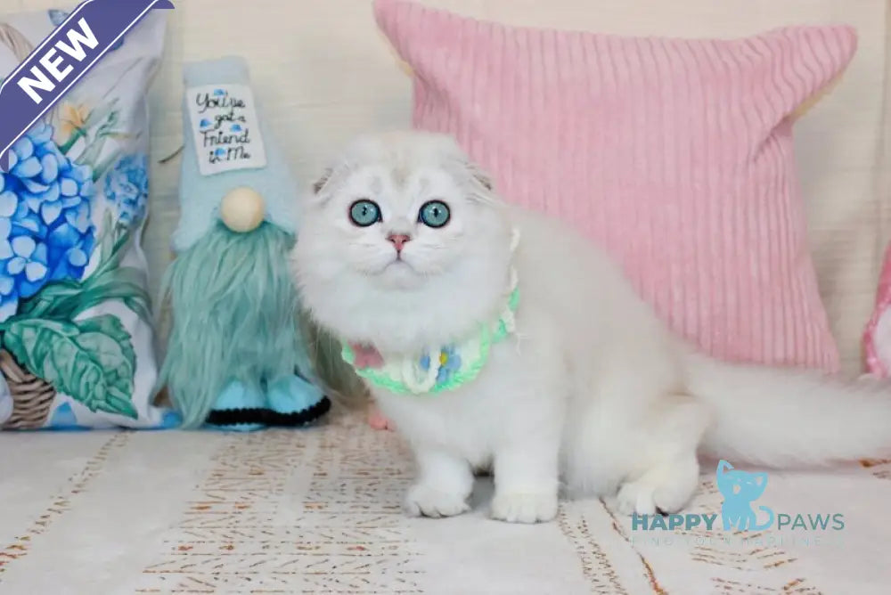 Catalonia Scottish Fold female chocolate silver shaded pointed live animals