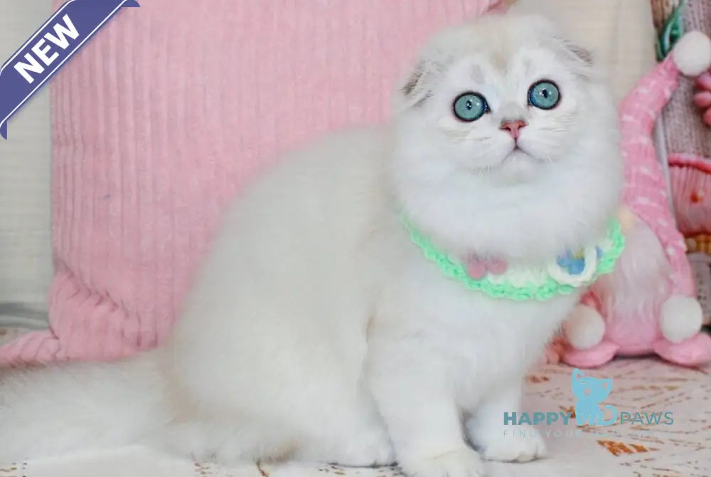 Catalonia Scottish Fold female chocolate silver shaded pointed live animals