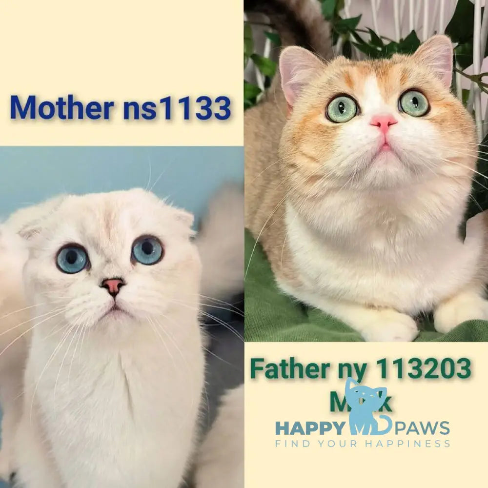 Catalonia Scottish Fold female chocolate silver shaded pointed live animals