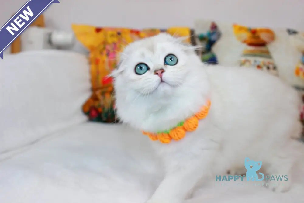 Catalonia Scottish Fold female chocolate silver shaded pointed live animals