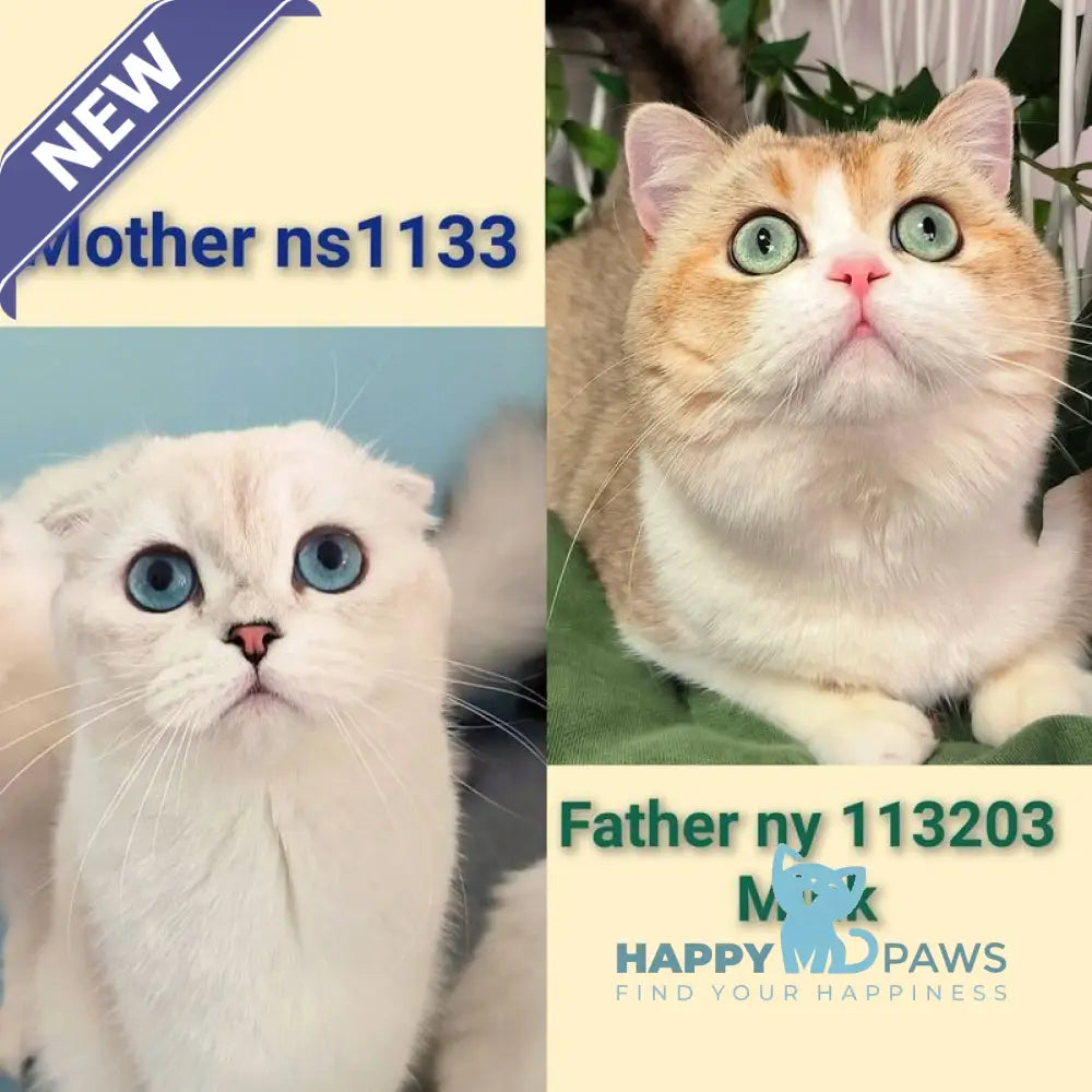 Catalonia Scottish Fold female chocolate silver shaded pointed live animals