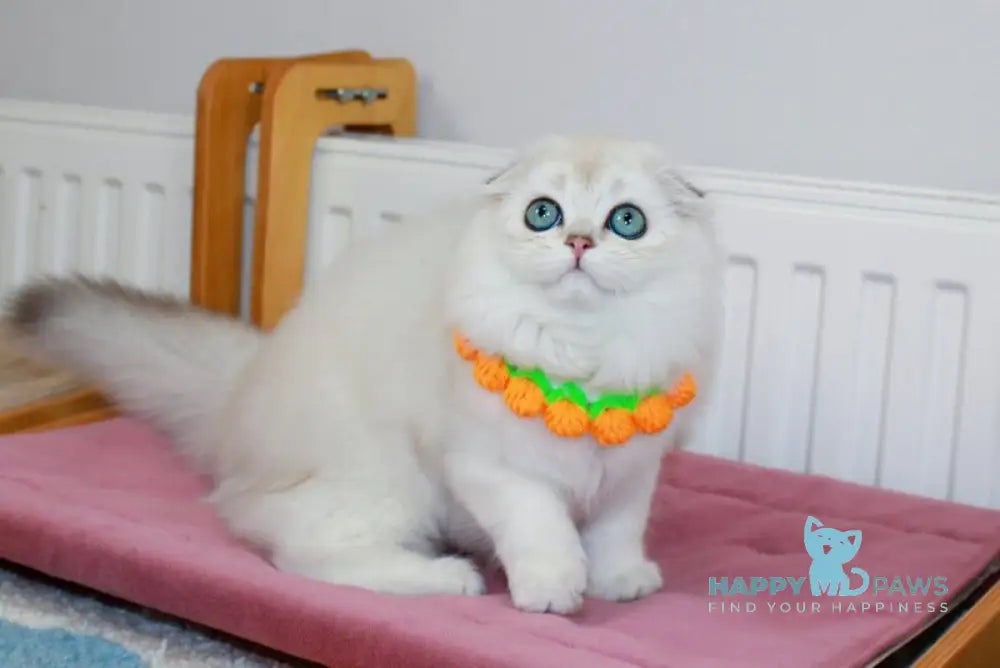 Catalonia Scottish Fold female chocolate silver shaded pointed live animals