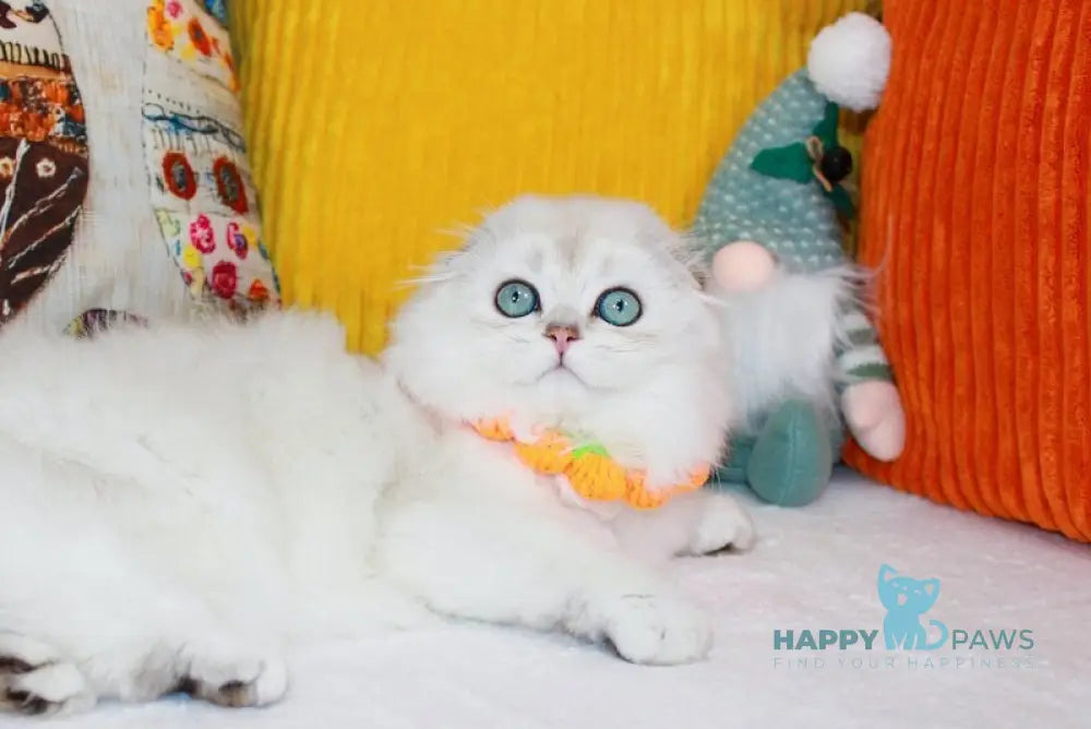Catalonia Scottish Fold female chocolate silver shaded pointed live animals