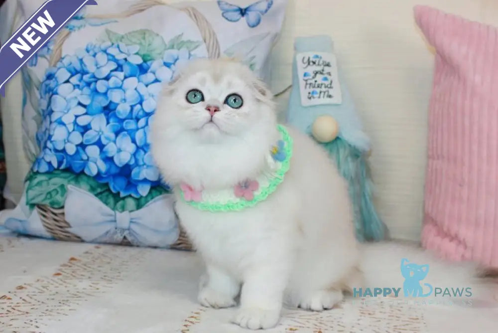 Catalonia Scottish Fold female chocolate silver shaded pointed live animals