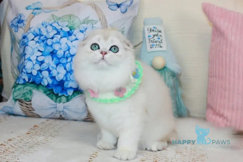 Catalonia Scottish Fold female chocolate silver shaded pointed live animals