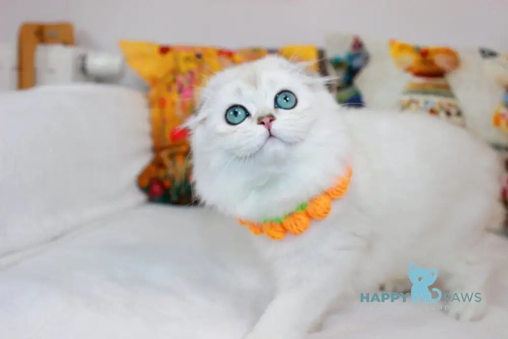 Catalonia Scottish Fold female chocolate silver shaded pointed live animals