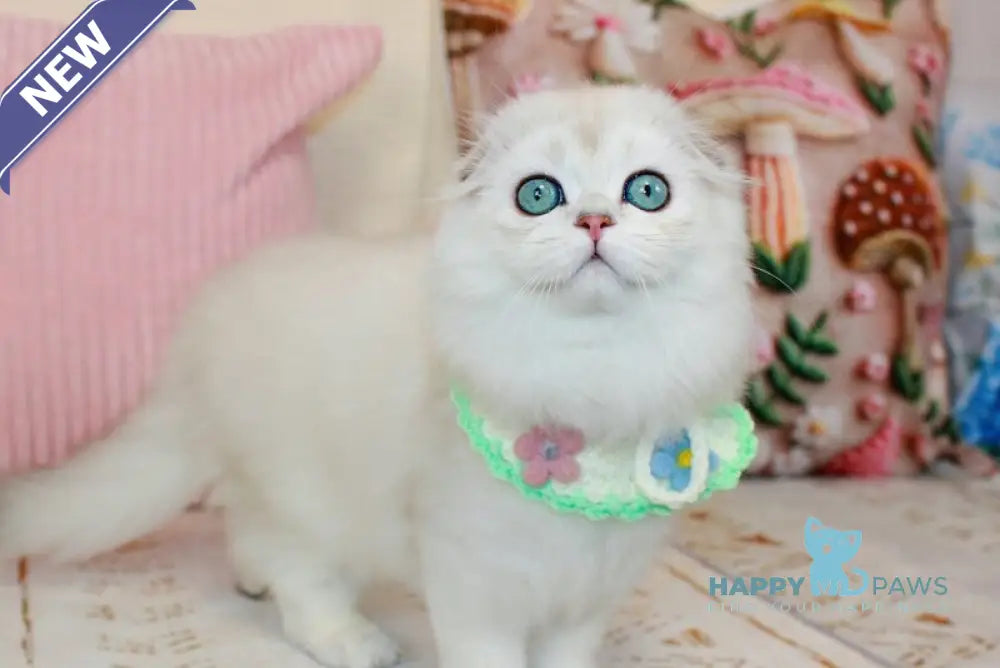 Catalonia Scottish Fold female chocolate silver shaded pointed live animals