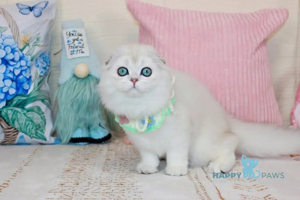 Catalonia Scottish Fold female chocolate silver shaded pointed live animals