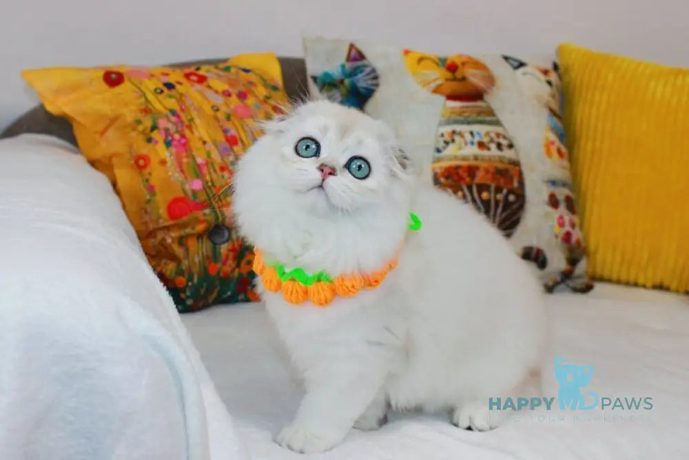 Catalonia Scottish Fold female chocolate silver shaded pointed live animals