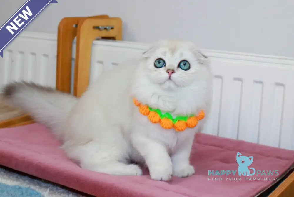 Catalonia Scottish Fold female chocolate silver shaded pointed live animals