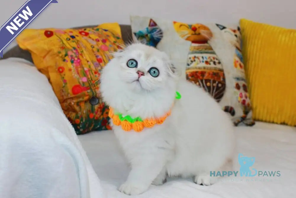 Catalonia Scottish Fold female chocolate silver shaded pointed live animals