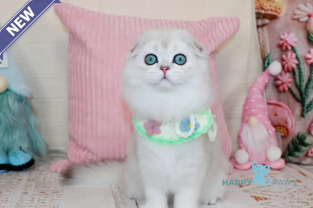 Catalonia Scottish Fold female chocolate silver shaded pointed live animals