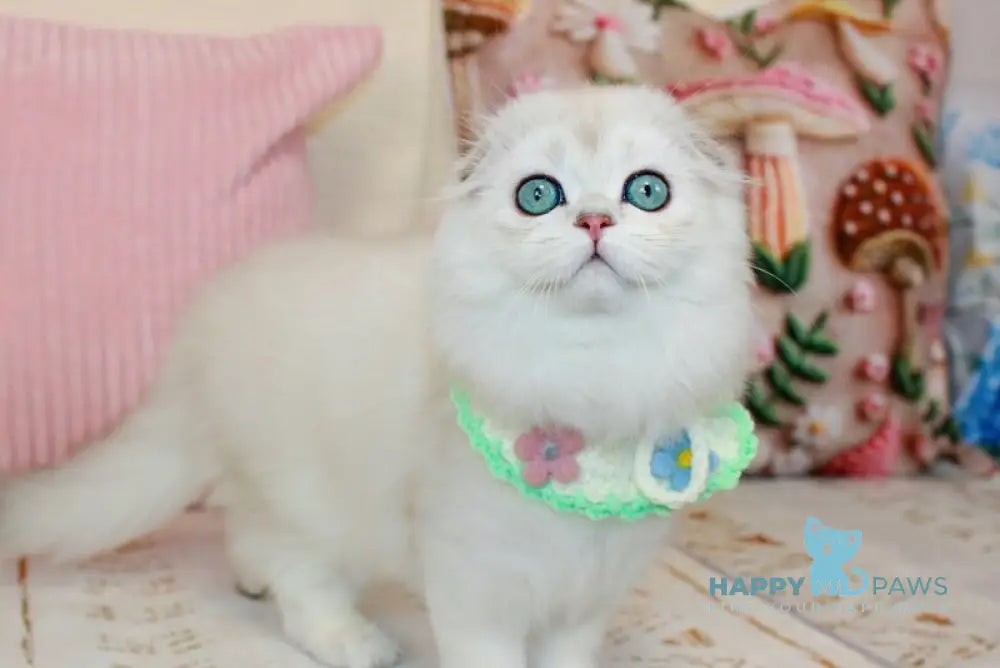 Catalonia Scottish Fold female chocolate silver shaded pointed live animals