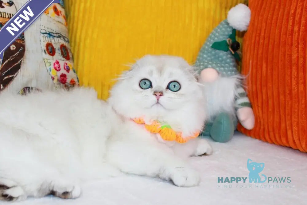 Catalonia Scottish Fold female chocolate silver shaded pointed live animals