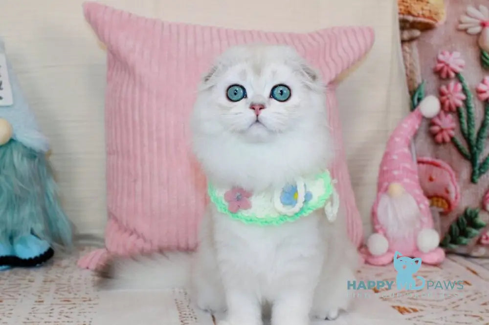 Catalonia Scottish Fold female chocolate silver shaded pointed live animals