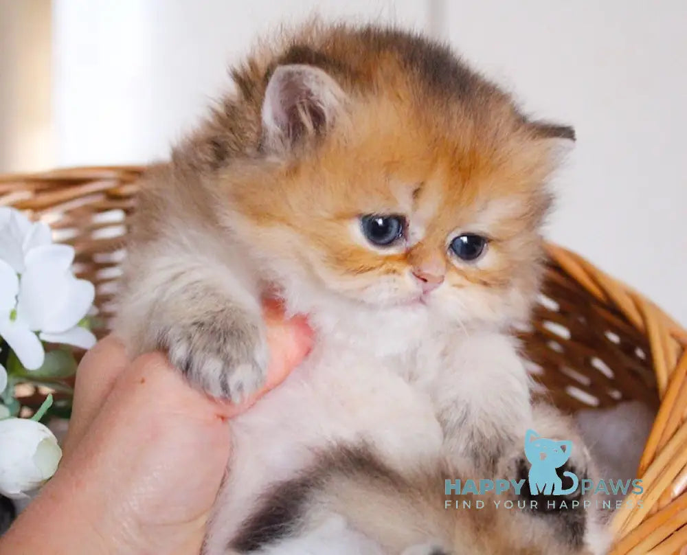 Catherine British Longhair female black golden shaded live animals