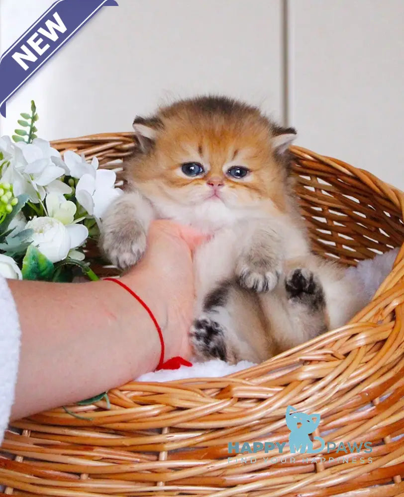 Catherine British Longhair female black golden shaded live animals