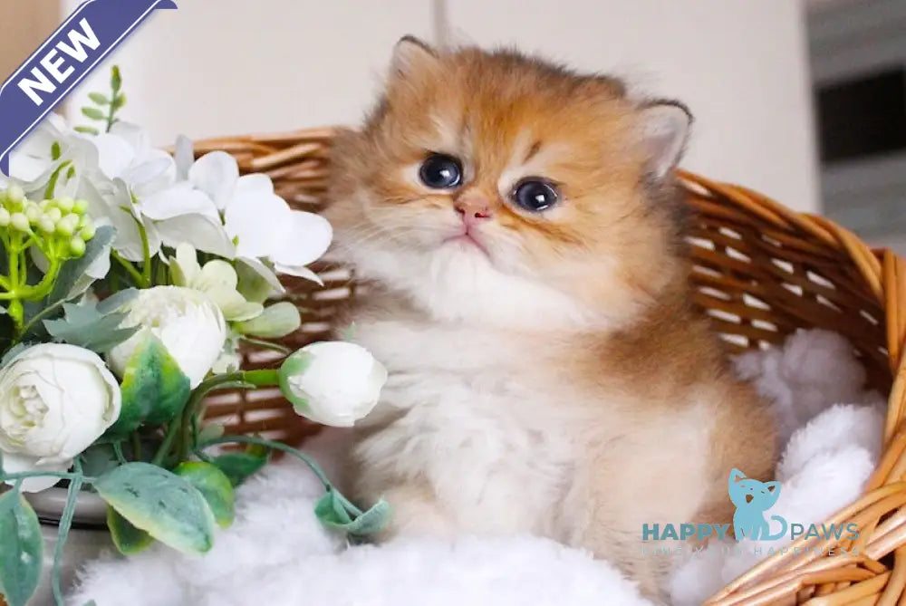 Catherine British Longhair female black golden shaded live animals