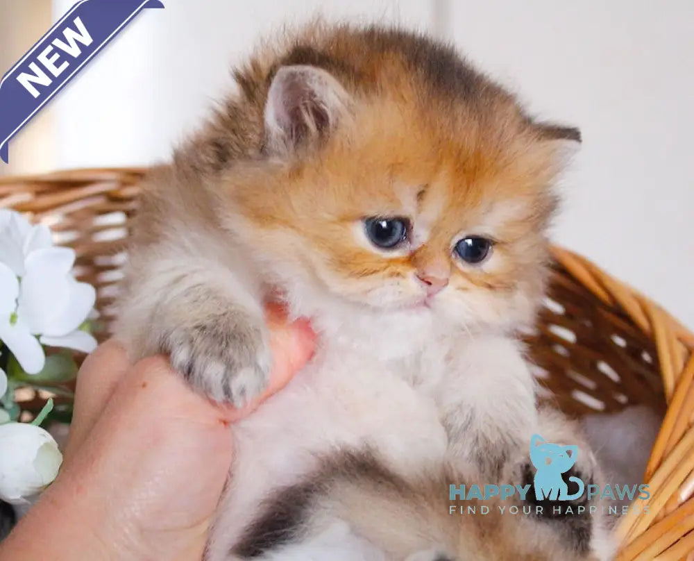 Catherine British Longhair female black golden shaded live animals