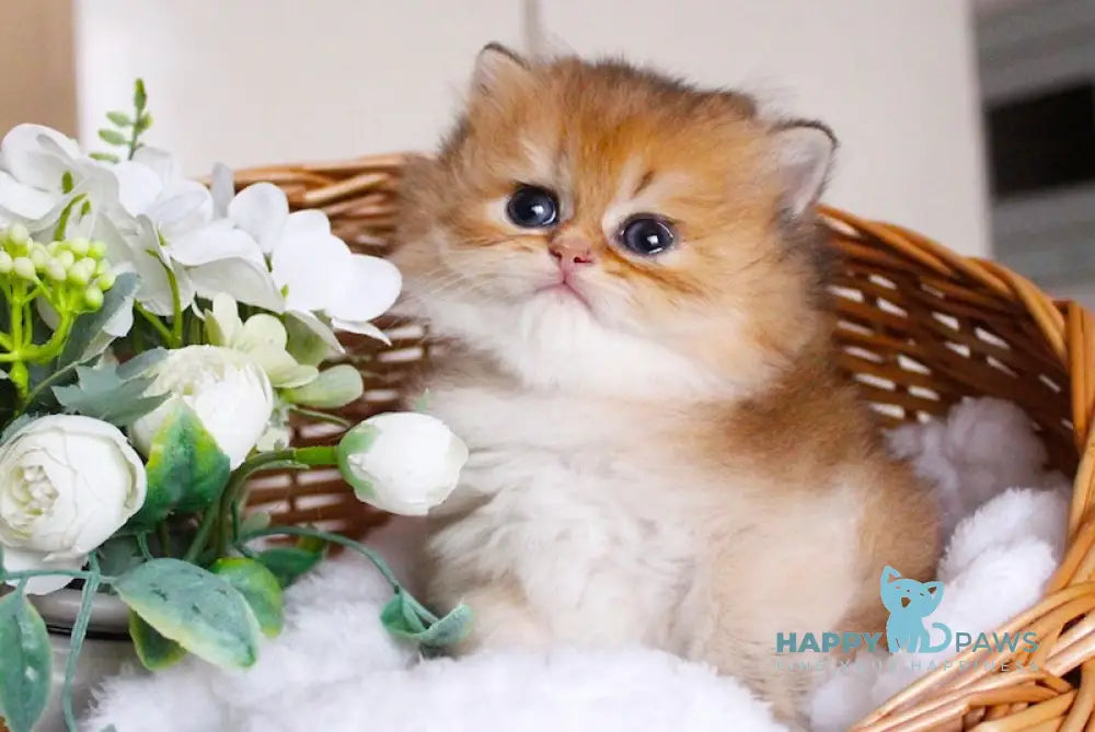 Catherine British Longhair female black golden shaded live animals