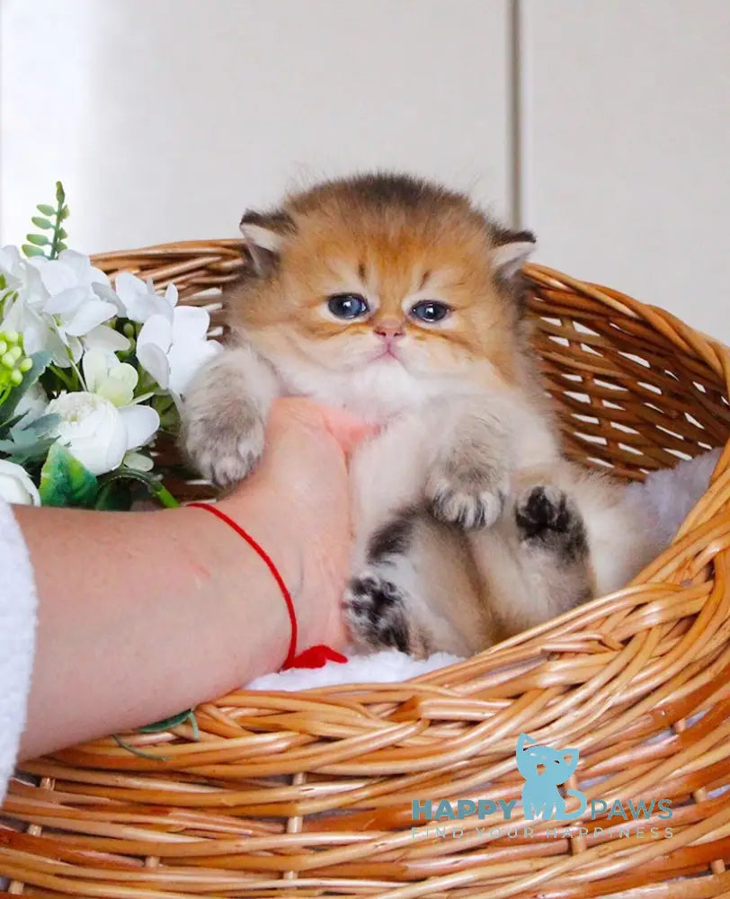 Catherine British Longhair female black golden shaded live animals