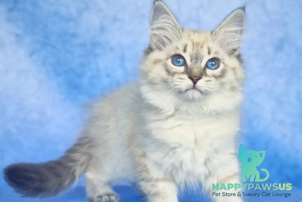 Catherine Siberian female black tabby pointed - live animals