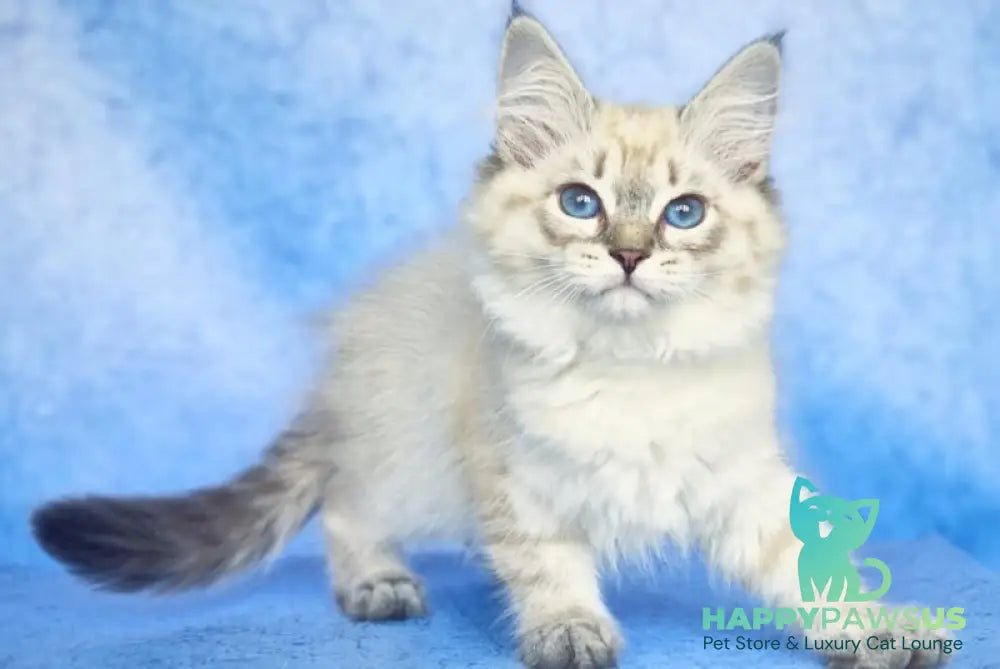 Catherine Siberian female black tabby pointed - live animals