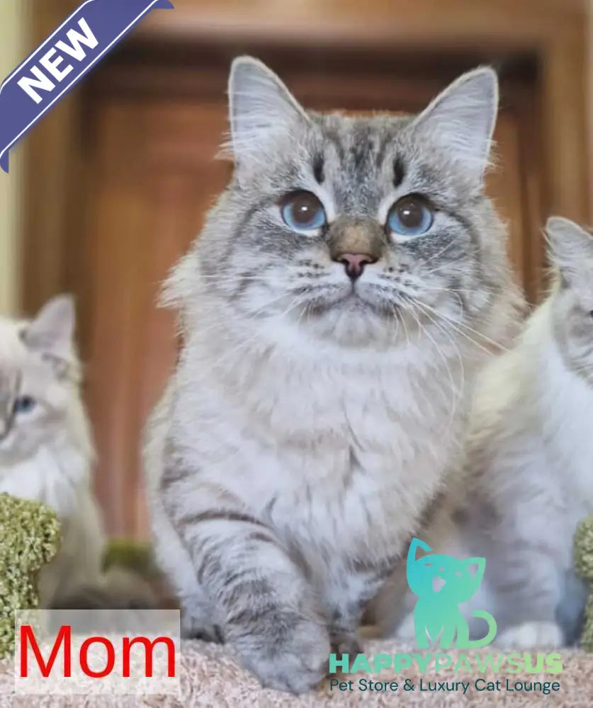 Catherine Siberian female black tabby pointed - live animals