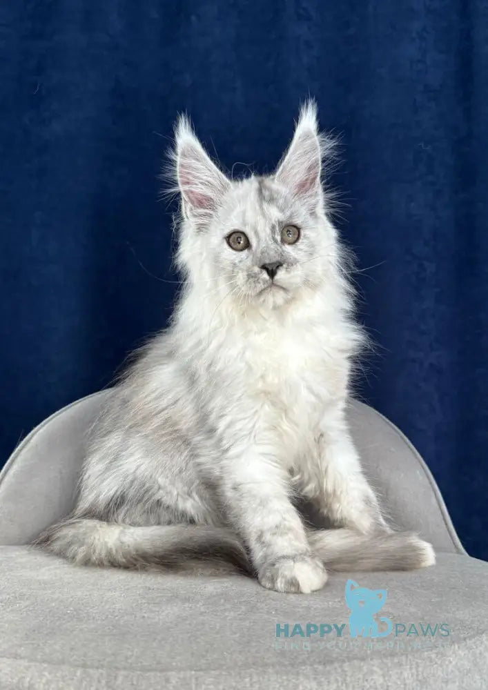 Catkin Maine Coon male black silver live animals