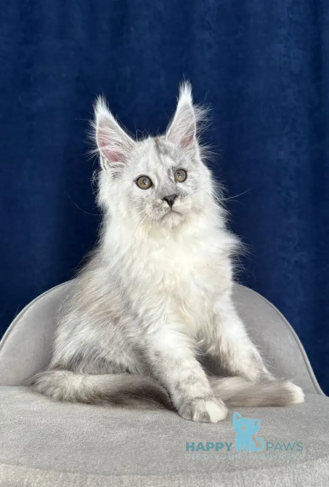 Catkin Maine Coon male black silver live animals