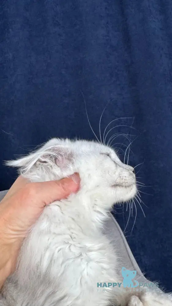 Catkin Maine Coon male black silver live animals