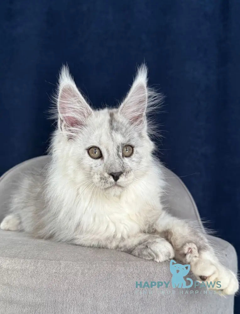 Catkin Maine Coon male black silver live animals