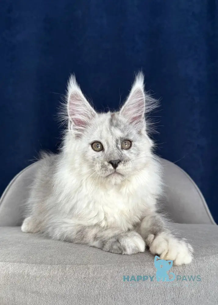 Catkin Maine Coon male black silver live animals