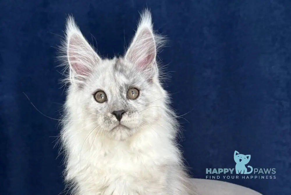 Catkin Maine Coon male black silver live animals