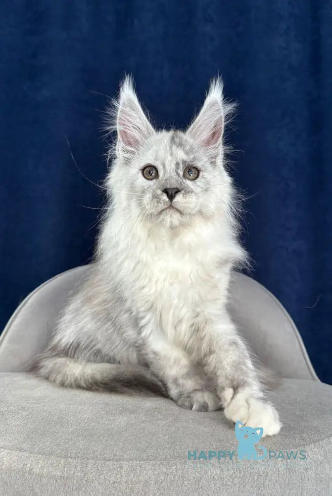 Catkin Maine Coon male black silver live animals